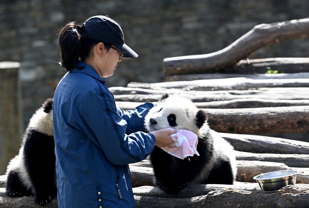 Staff at the Shenshuping Base in Wolong taking care of baby pandas