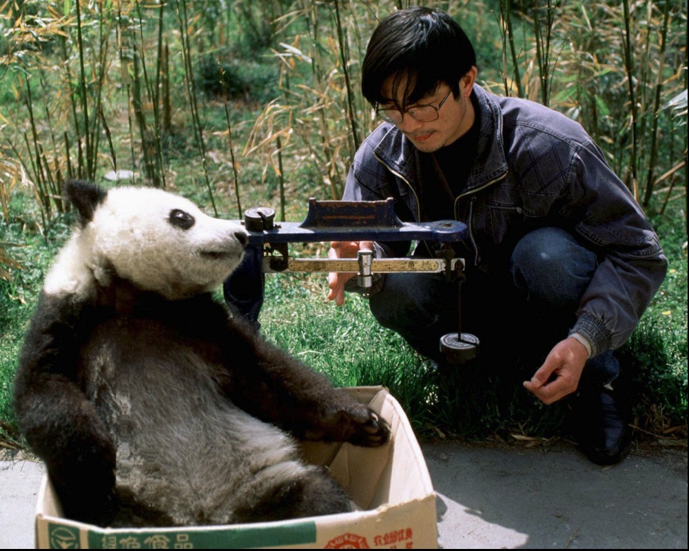  Staff at China's Wolong Nature Reserve was weighing a baby panda