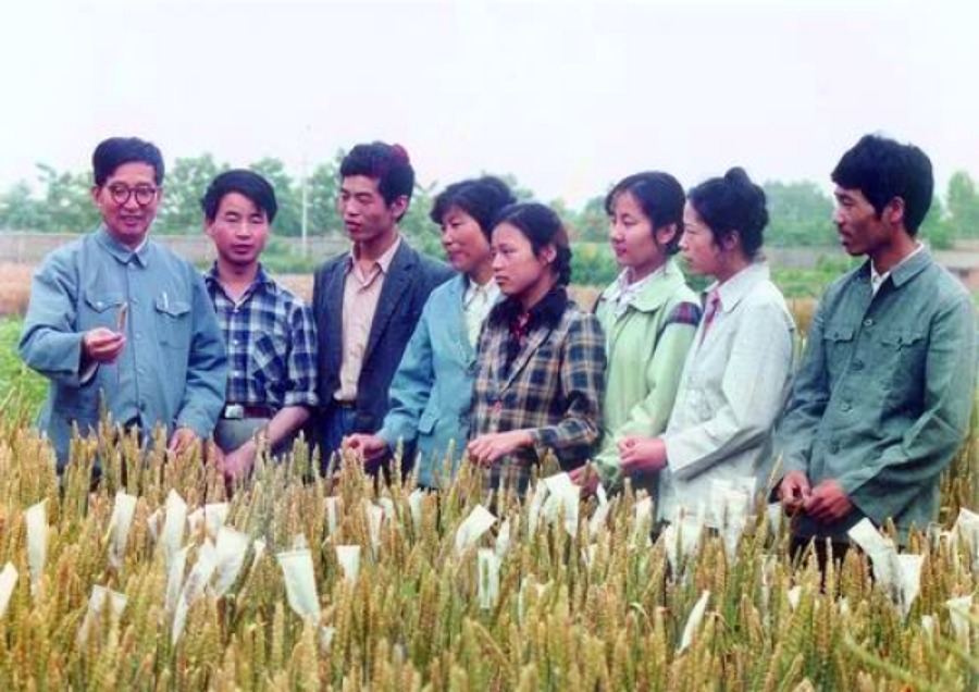 李振聲一生致力小麥遺傳育種的研究與教學