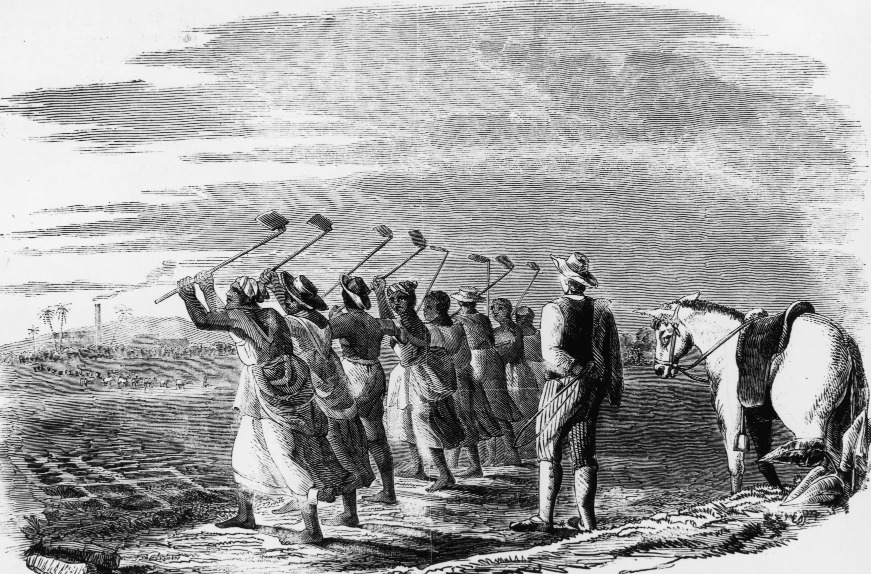 这帧图片描绘了1849年西印度群岛一个甘蔗种植园的情况。土著工人在一名拿著鞭子的监工监督下锄田，为种植甘蔗做准备。（图片来源：Getty）