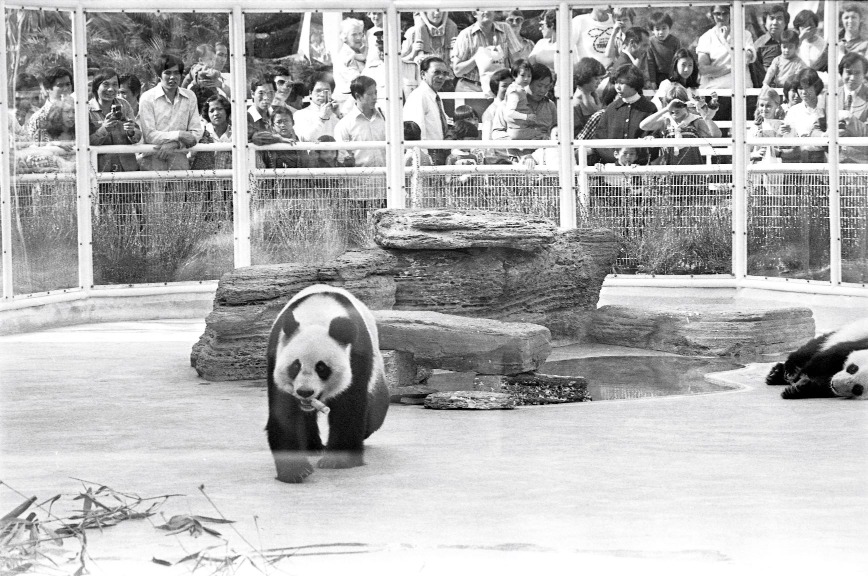 最先入住海洋公園的大熊貓是1978年從廣州動物園而來的「寶玲」和「寶莉」。