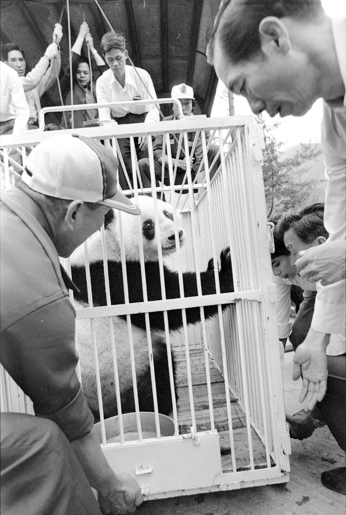 The pandas "Bao Ling" and "Bao Li" visited Hong Kong escorted by five animal experts. 