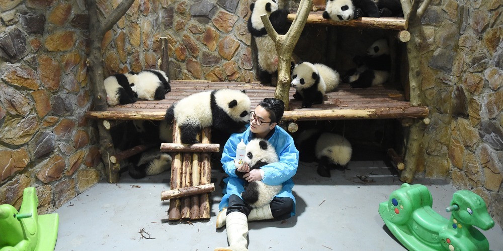 Baby pandas and their breeder