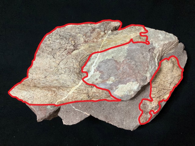 First Discovery of Dinosaur Fossil in Tse Island, Hong Kong