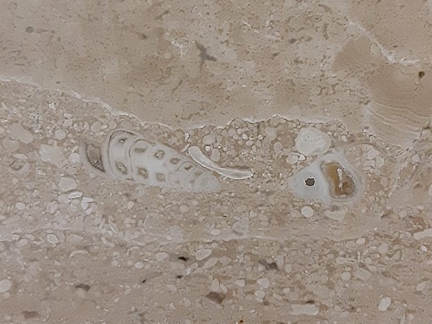 Fossil of Ancient Organisms Found at MTR Sha Tin Station