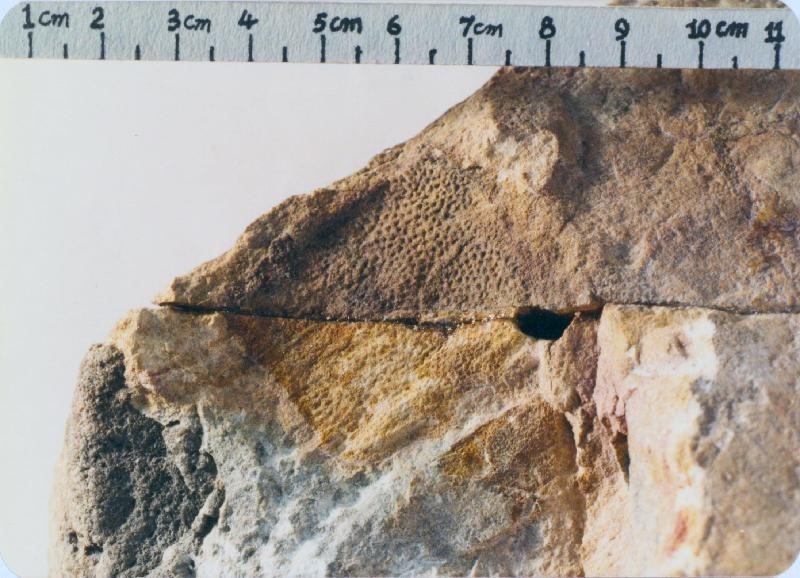 Fossil of Placoderm Fish from the Devonian Period Discovered in Hong Kong