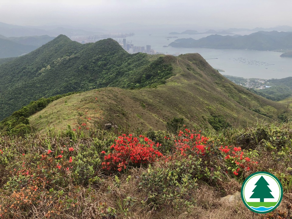 紅花嶺山頭上紅杜鵑盛開