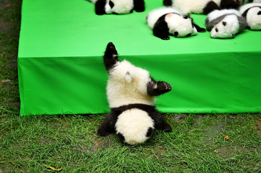 Panda cub in China