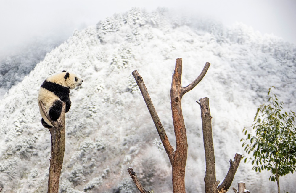 A giant panda on the top of a tree