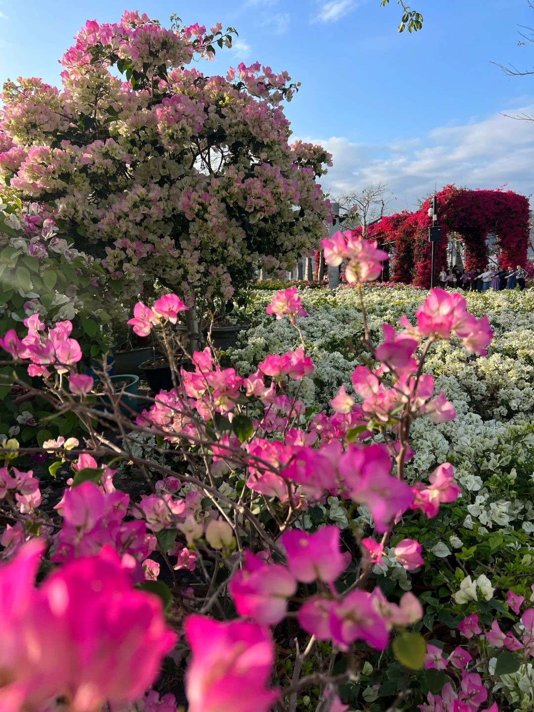 中山珠海賞花地圖