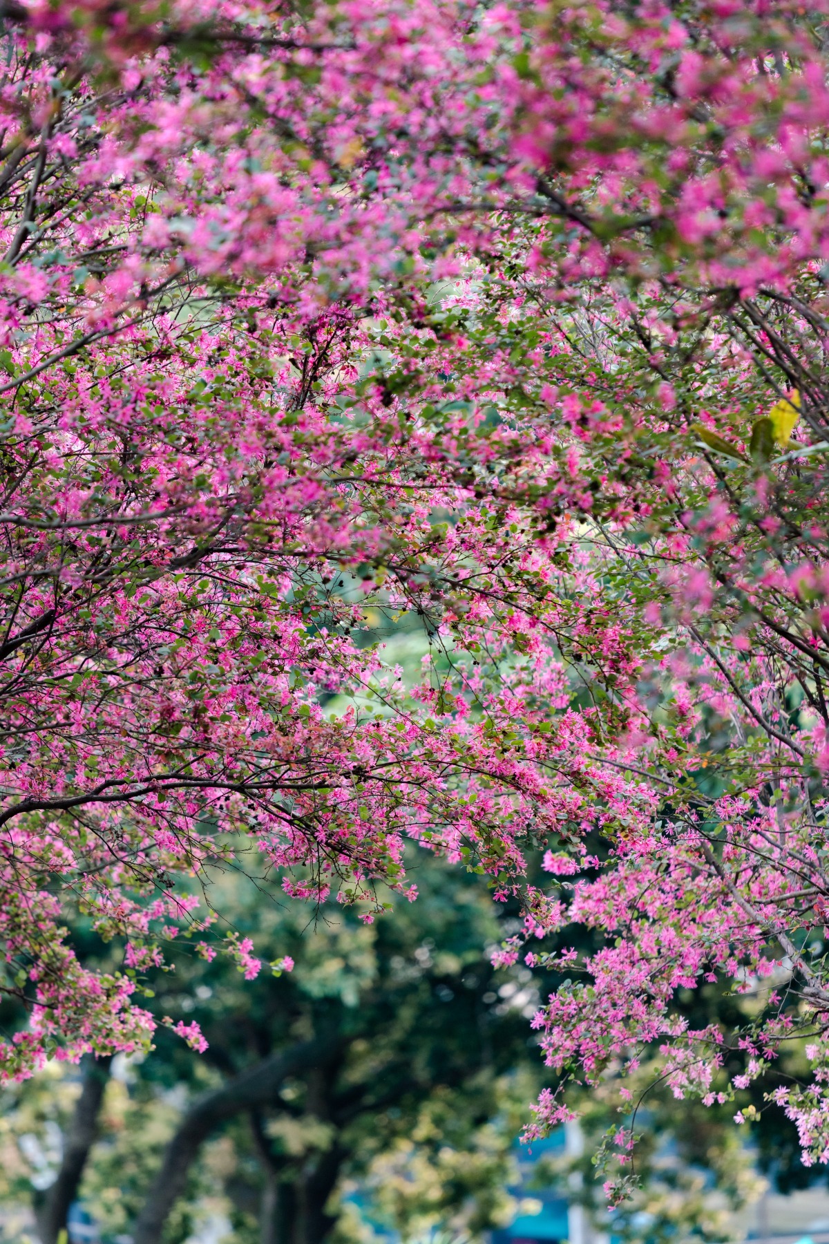 中山珠海賞花地圖