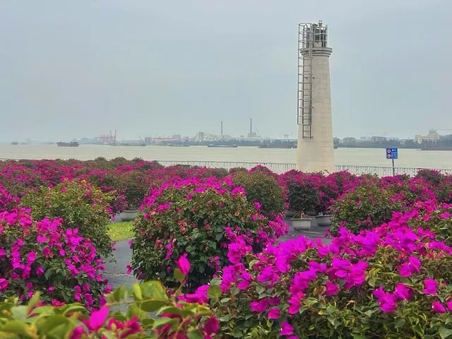 中山珠海賞花地圖