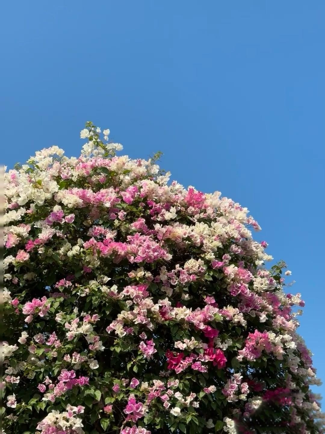 中山珠海賞花地圖