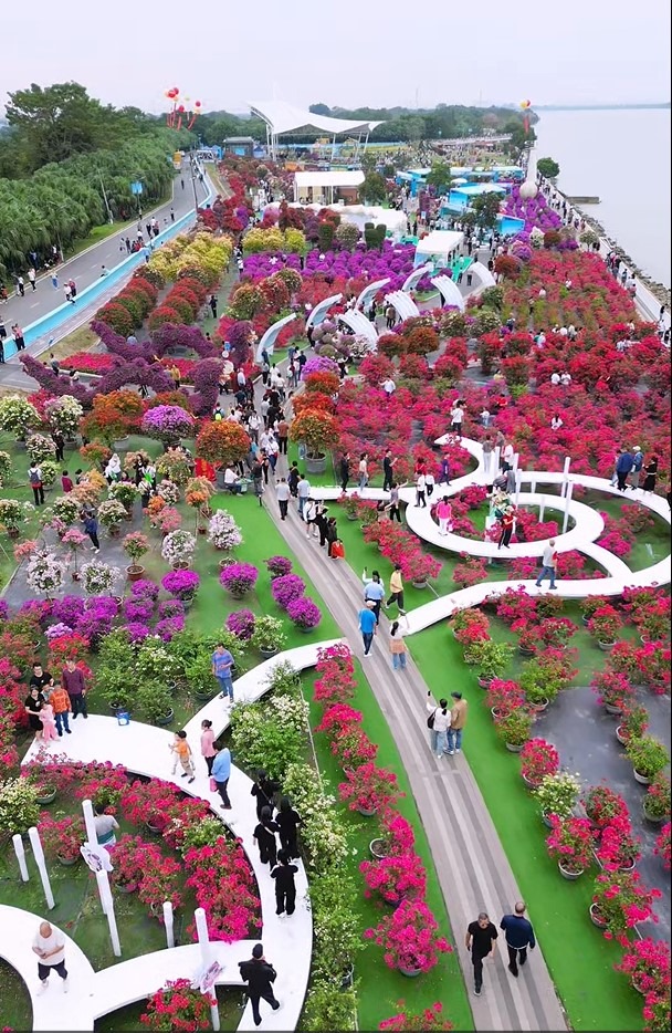 中山珠海賞花地圖