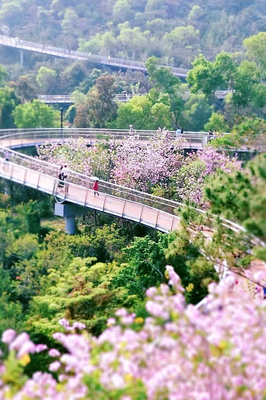 中山珠海賞花地圖