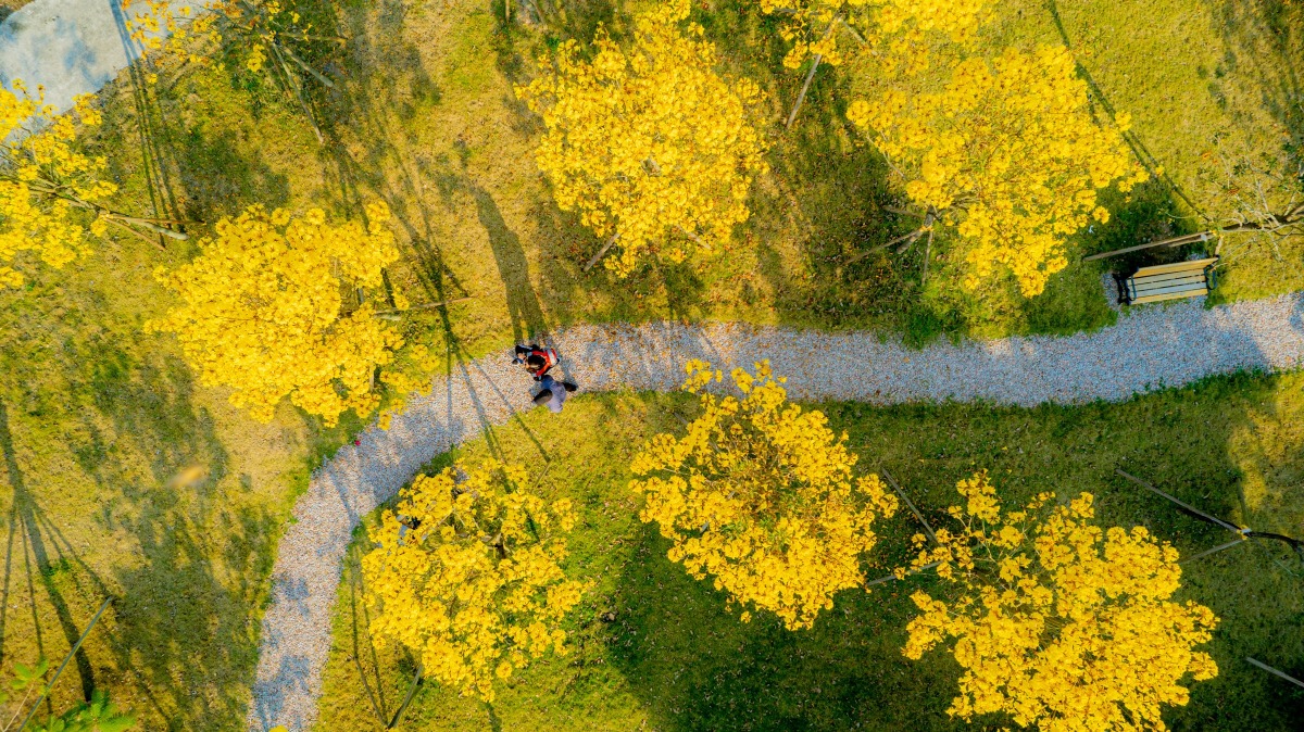 中山珠海賞花地圖