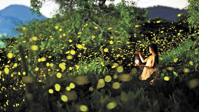 Fireflies, Xichong in Shenzhen