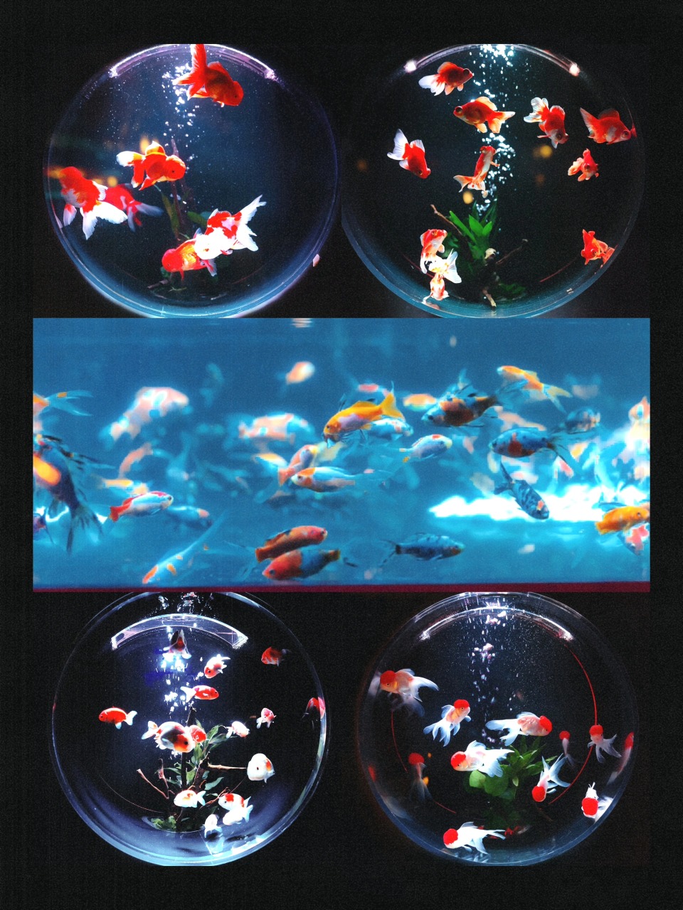 In the ART AQUARIUM Fantasy Goldfish Art Exhibition, the swimming goldfish, coupled with lights and music, seem to make people feel as if they are in a fantasy underwater world.