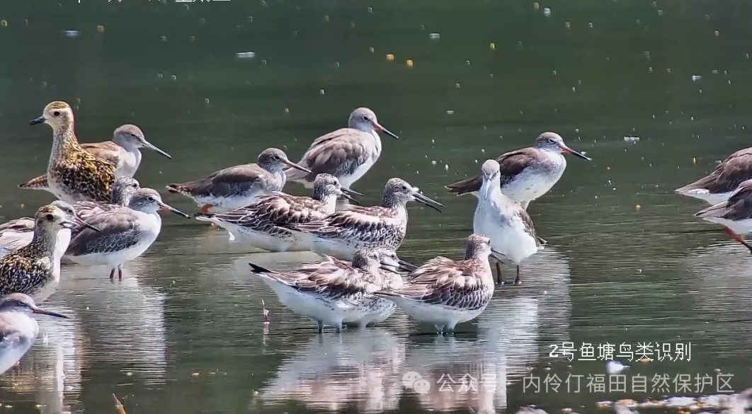 內伶仃福田自然保護區位於深圳灣東北岸，紅樹林東起新州河口，西至深圳灣公園，形成沿海岸線長約6公里的「綠色長城」，是深圳灣最後一片原生紅樹林濕地，也是中國唯一位處城市腹地、面積最小的國家級自然保護區。