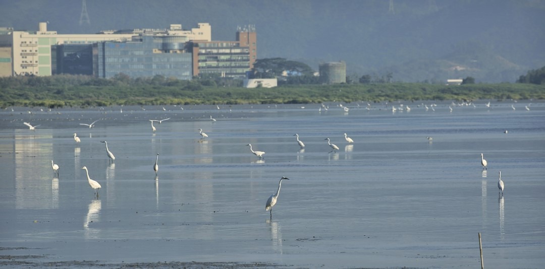 福田紅樹​​林生態公園是一個集科普教育、生態修復、休閒遊憩為一體的濕地公園。公園面積不大，但因為毗鄰福田紅樹林自然保護區，與香港米埔自然保護區一河之隔，同樣是候鳥的棲息熱點。