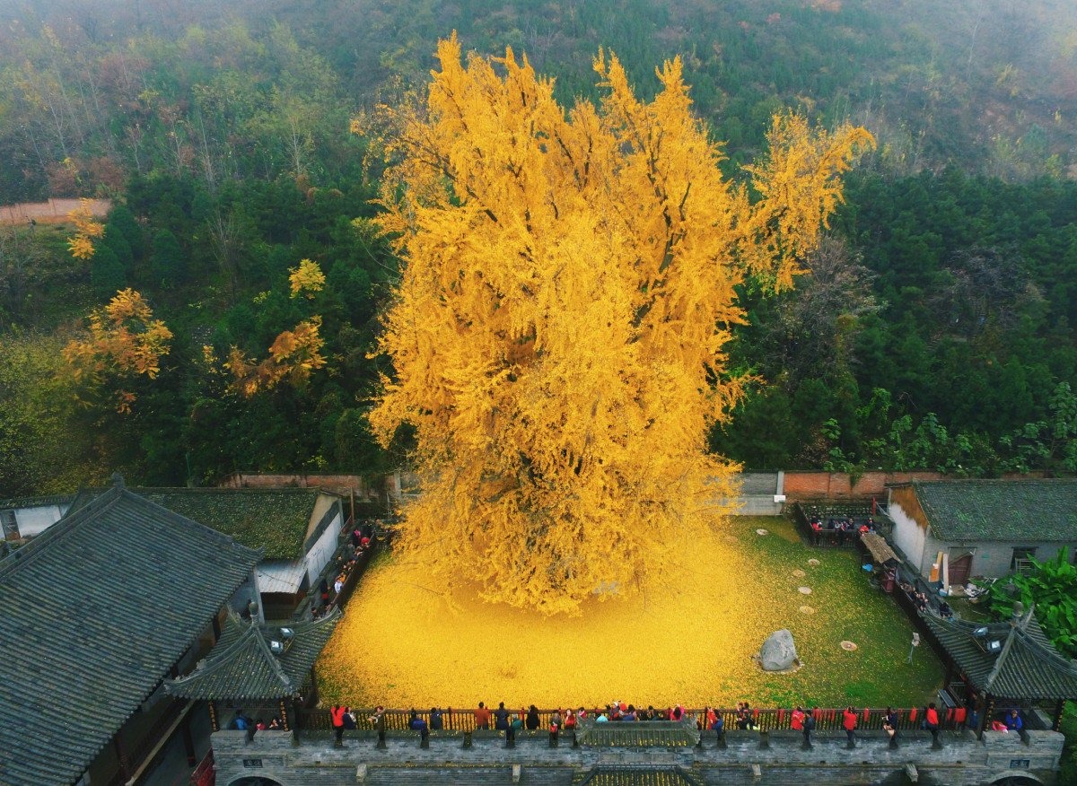 Millennium Ginkgo Tree in Xi'an