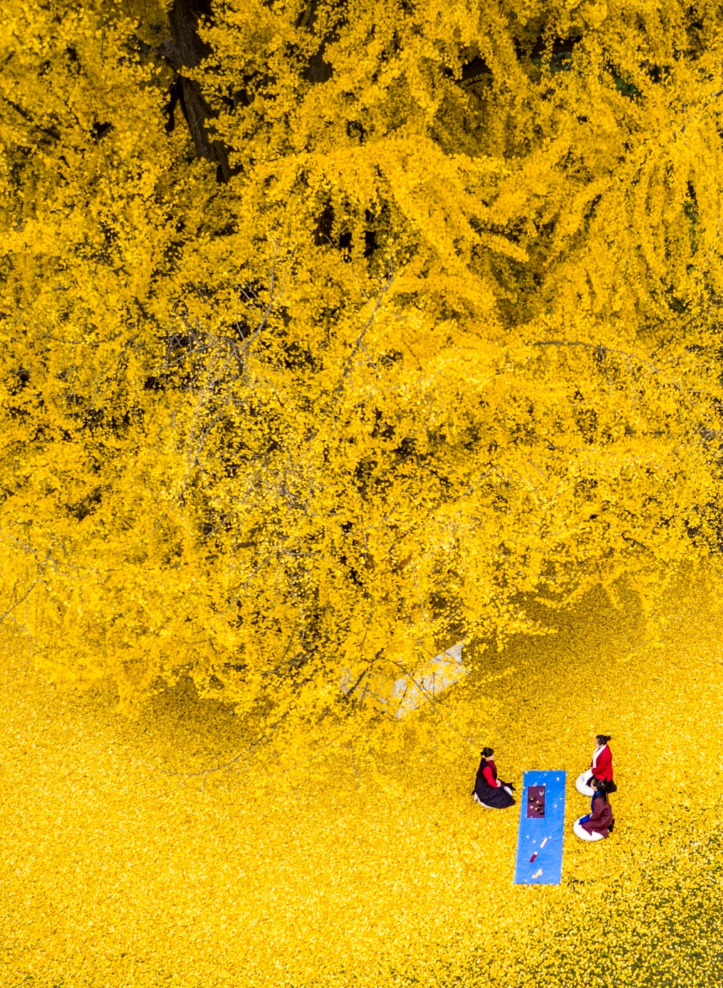 Millennium Ginkgo Tree in Xi'an