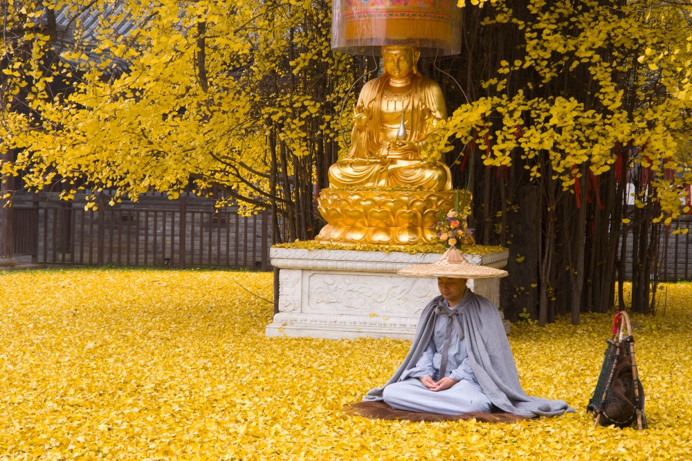 Millennium Ginkgo Tree and Guanyin Sacred Spring in Xi'an