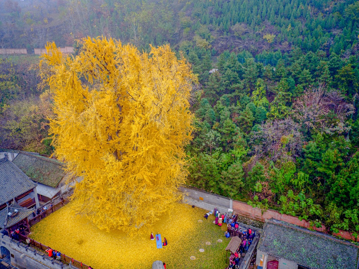 Millennium Ginkgo Tree in Xi'an