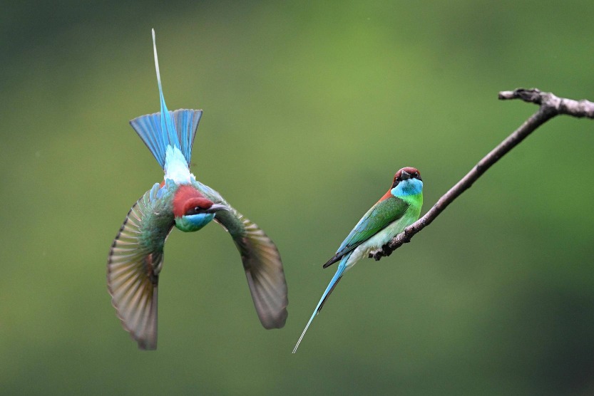 Recently, the blue-throated bee-eater, known as the most beautiful bird in China, appeared on the Yangshan River beach in Qiliping Town, Hong'an County, Huanggang City, Hubei Province, and their colourful colours made them a beautiful scenery, which was breathtaking.