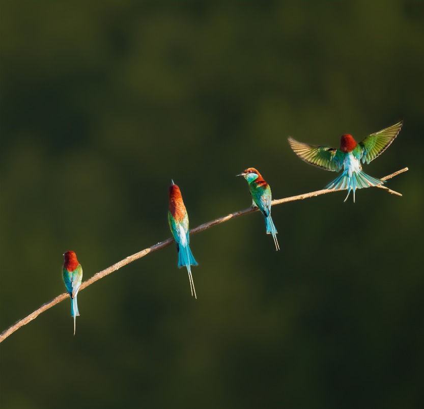 Recently, the blue-throated bee-eater, known as the most beautiful bird in China, appeared on the Yangshan River beach in Qiliping Town, Hong'an County, Huanggang City, Hubei Province, and their colourful colours made them a beautiful scenery, which was breathtaking.