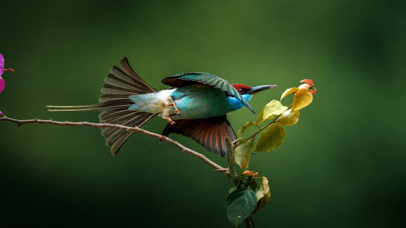 Recently, the blue-throated bee-eater, known as the most beautiful bird in China, appeared on the Yangshan River beach in Qiliping Town, Hong'an County, Huanggang City, Hubei Province, and their colourful colours made them a beautiful scenery, which was breathtaking.