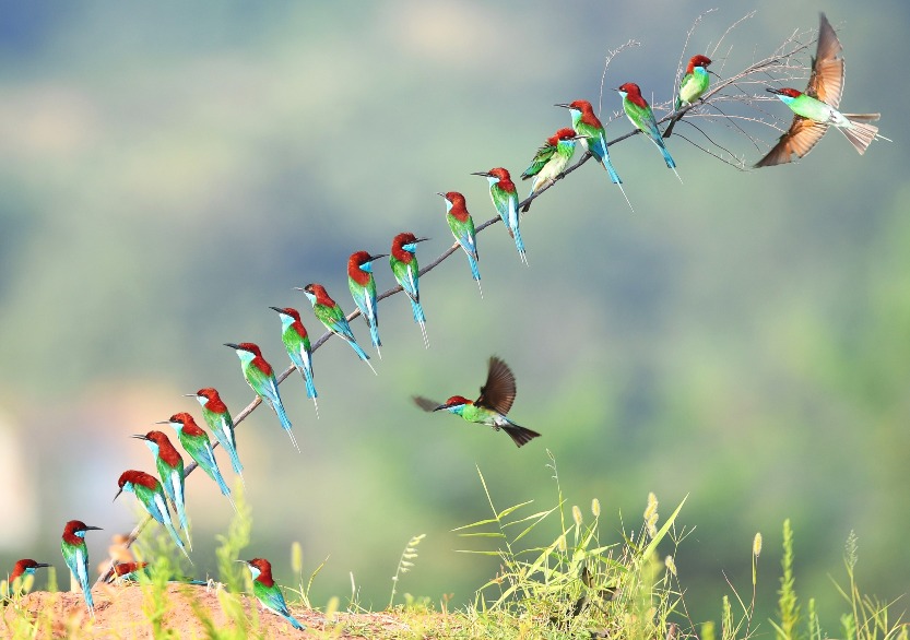 Recently, the blue-throated bee-eater, known as the most beautiful bird in China, appeared on the Yangshan River beach in Qiliping Town, Hong'an County, Huanggang City, Hubei Province, and their colourful colours made them a beautiful scenery, which was breathtaking.