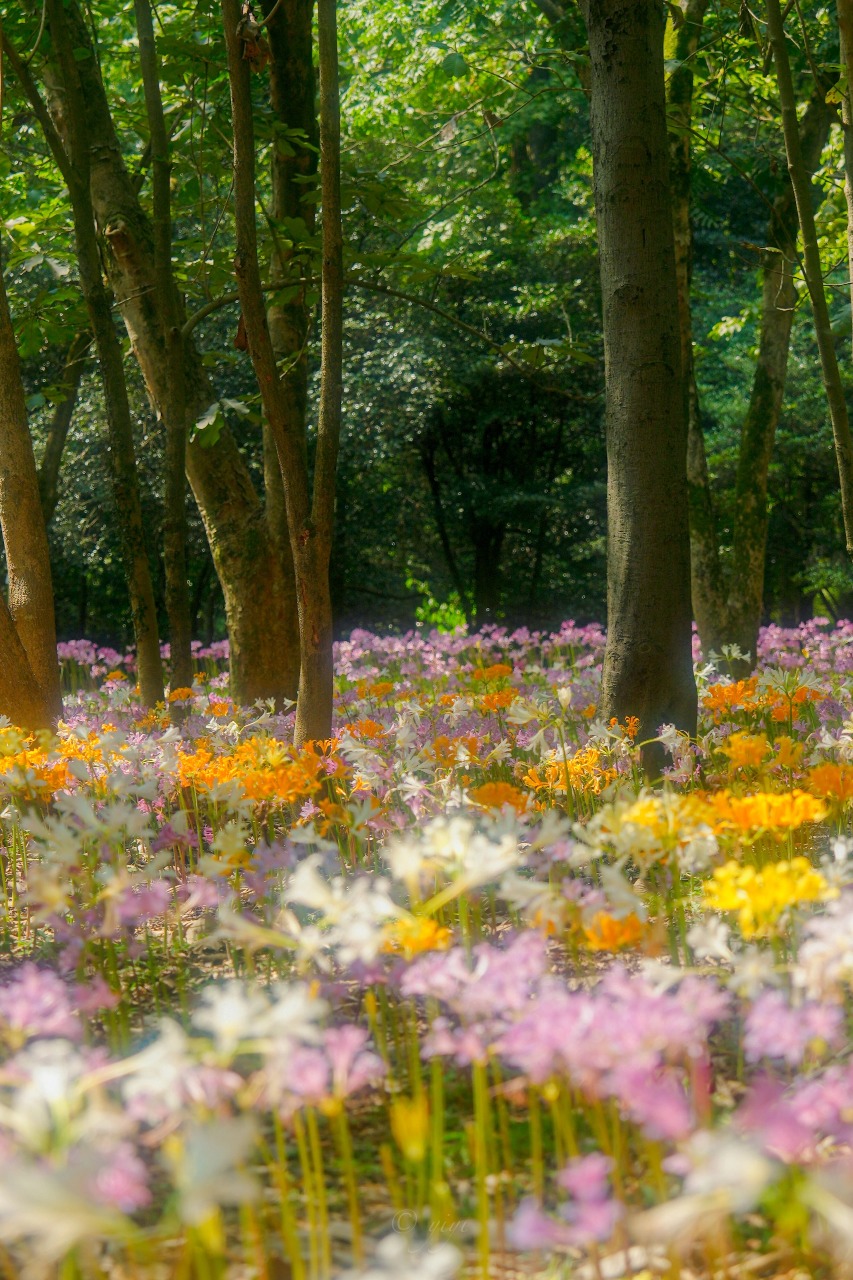 Recently, Hangzhou Botanical Garden was graced with a fantastical sight as the dazzling spider lilies are in full bloom.