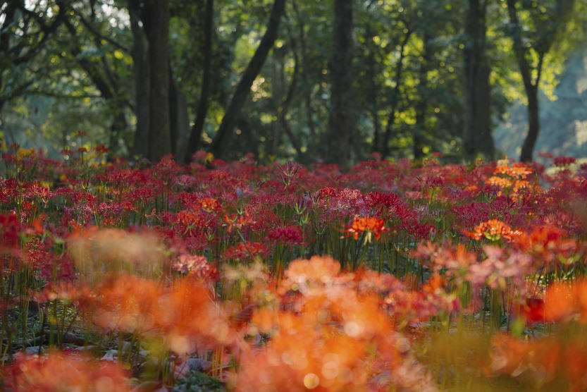 Liriope flower, also known as the spider lily, is an element often seen in Chinese dramas.