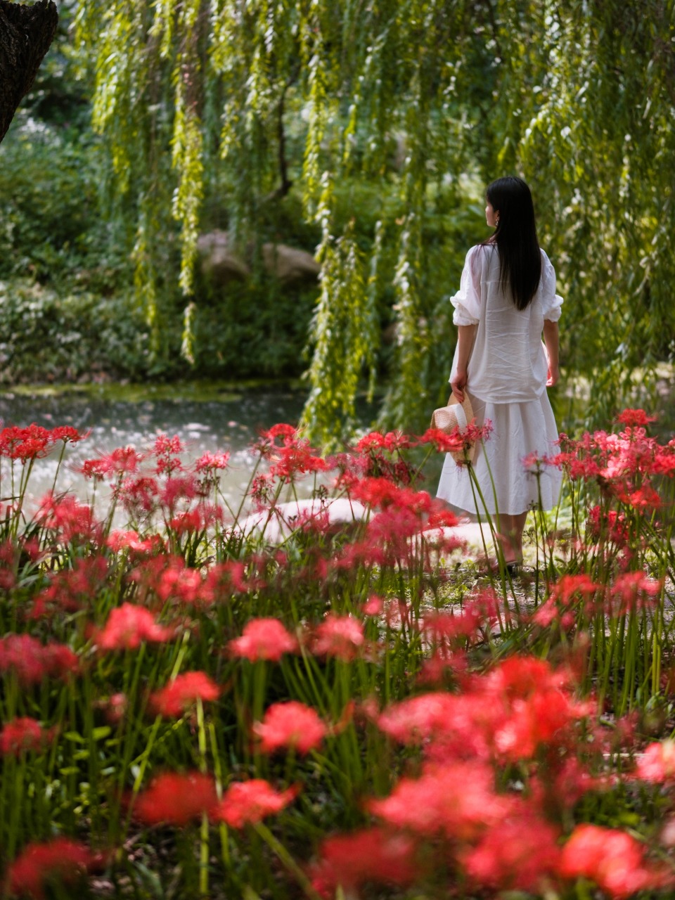 Minhang Sports Park in Shanghai is one of the best places to see spider lily, attracting many tourists for a visit.