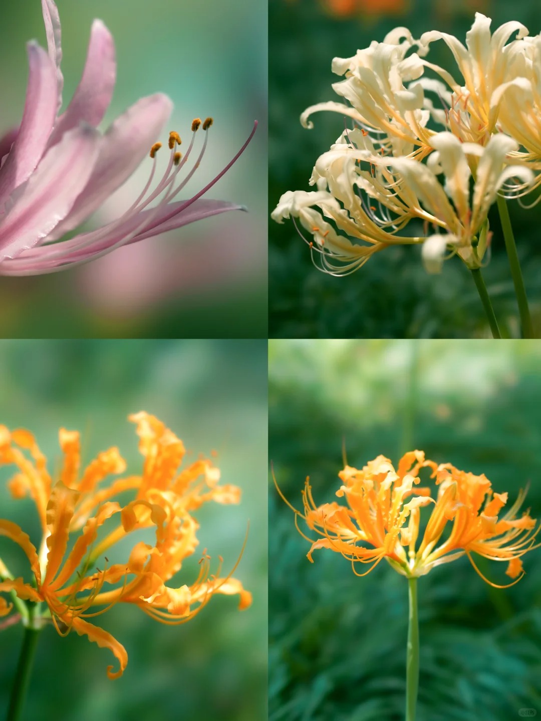 The Hangzhou Botanical Garden has the only spider lily resource bank in the country, housing more than 20 varieties.