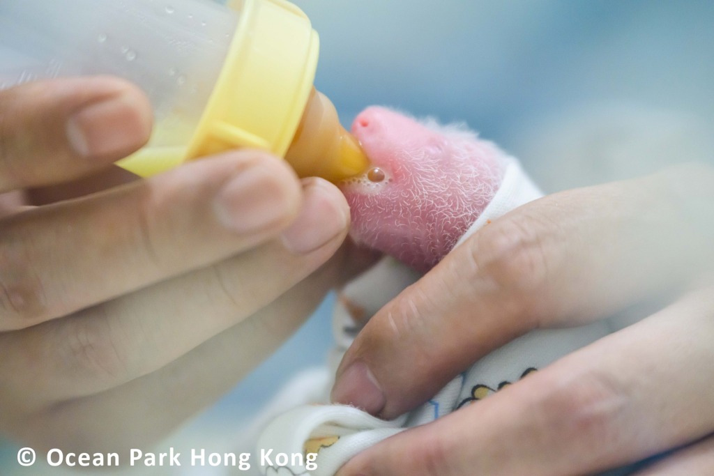 海洋公園護理團隊餵食港產大熊貓