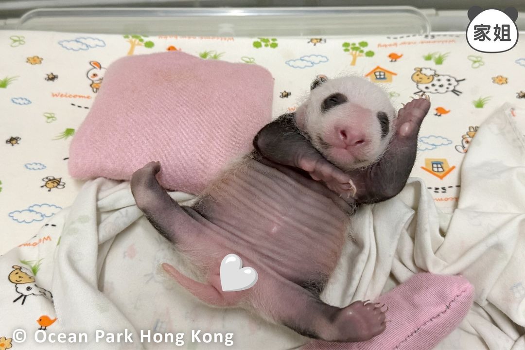 The sister among the panda twin cubs, sleeps in a cute "crucifix" position like a superhero.