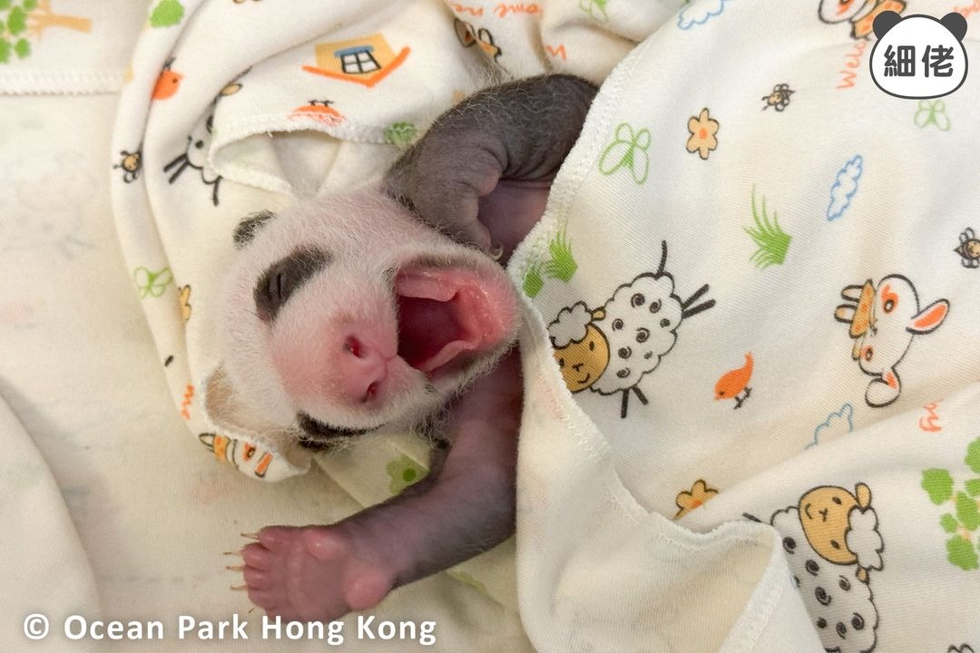 The brother among the panda twin cubs, sleeps with his mouth wide open. 