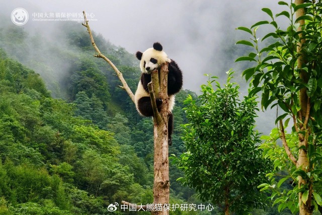 安安爬上樹頂，身手非常好。