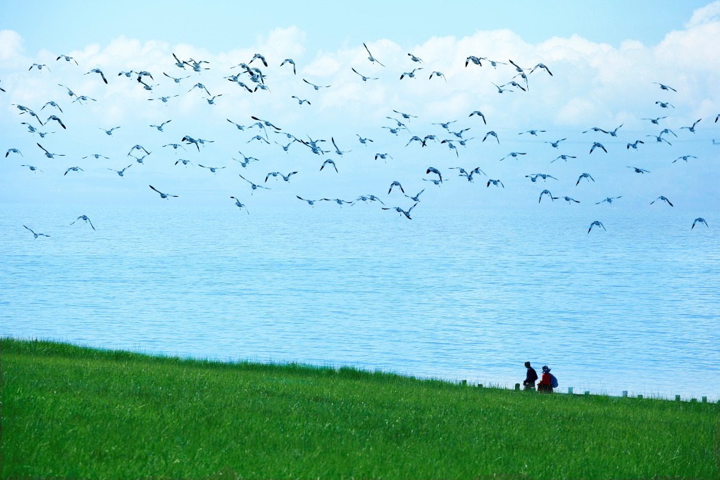 青海湖鳥島濕地，候鳥飛翔嬉戲。