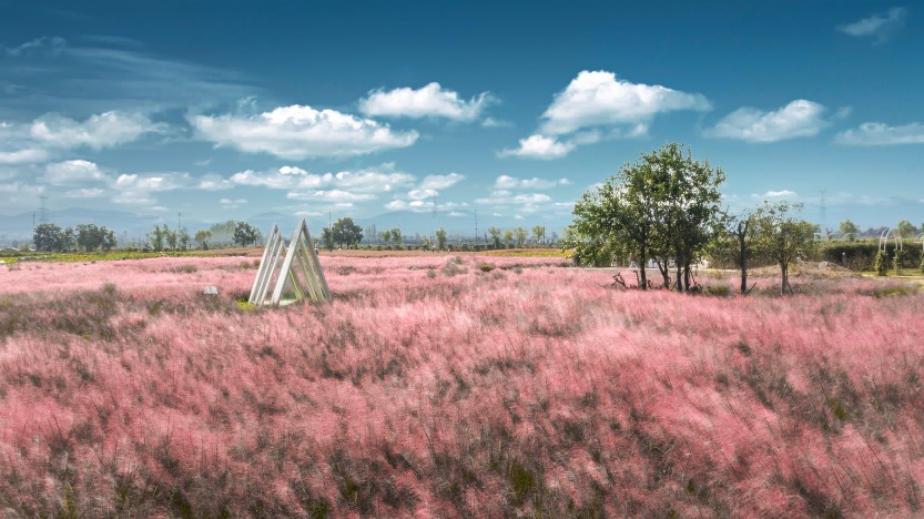 Pink Muhly Grass at Pukou Riverside, Nanjing