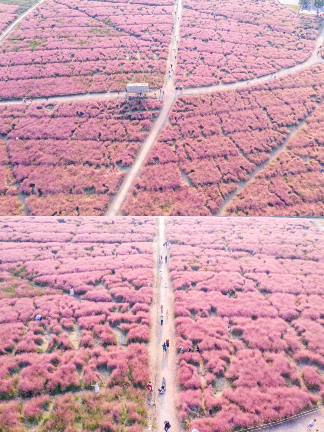 Pink Muhly Grass in Linping, Hangzhou