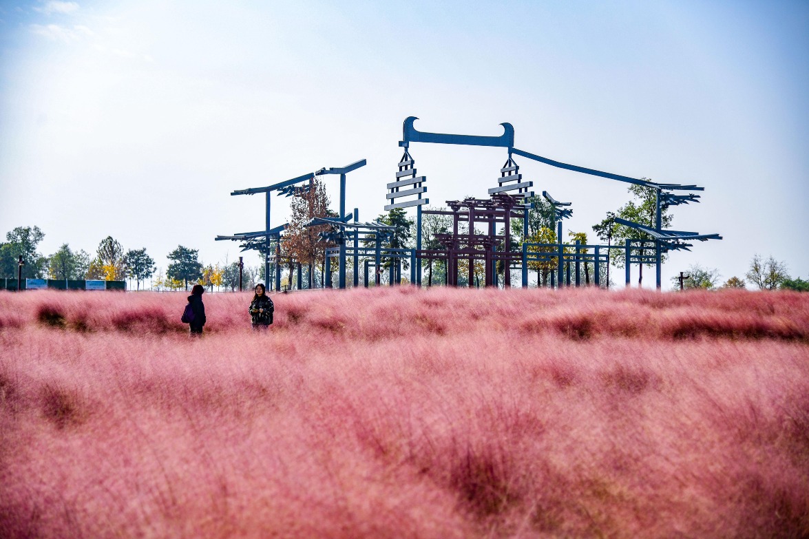 Pink Muhly Grass at Daming Palace National Heritage Park, Xi'an