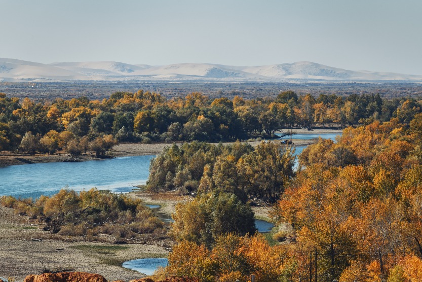 Adjacent to the rainbow beach of Xinjiang is an expanse of Poplar forest. 