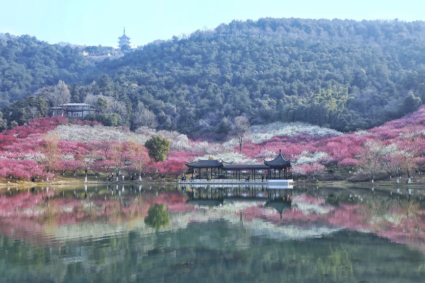 Zhangjiagang, Jiangsu is the hometown of Team China athlete Sheng Lihao, and the Fragrant Hill is one of the best places to enjoy plums in Jiangsu.