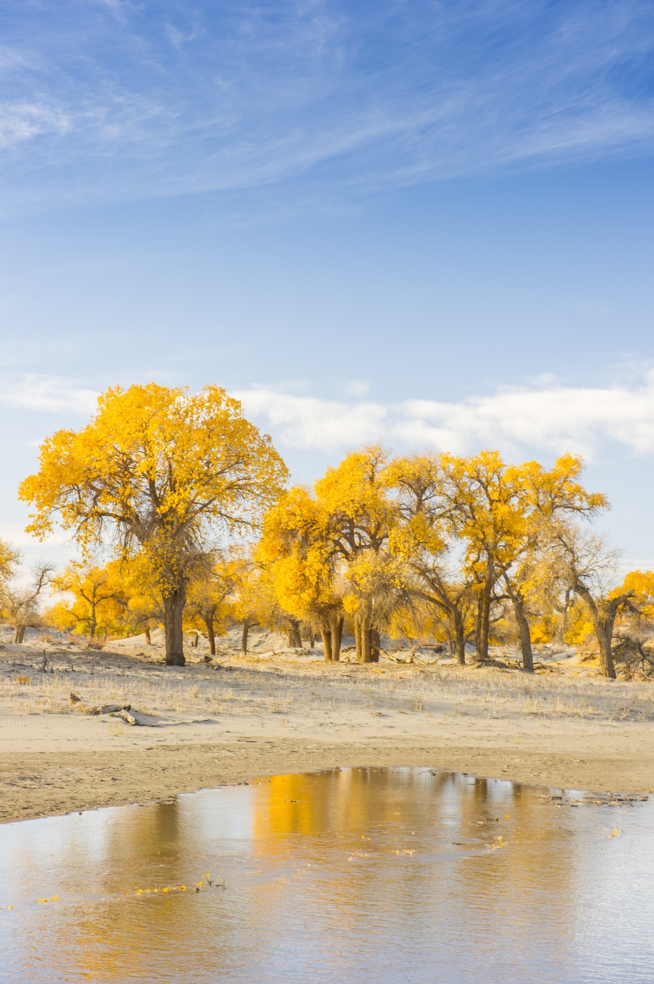 Under the azure sky, the reflection of the poplar trees in the water and the surrounding desert form a splendid golden picture.