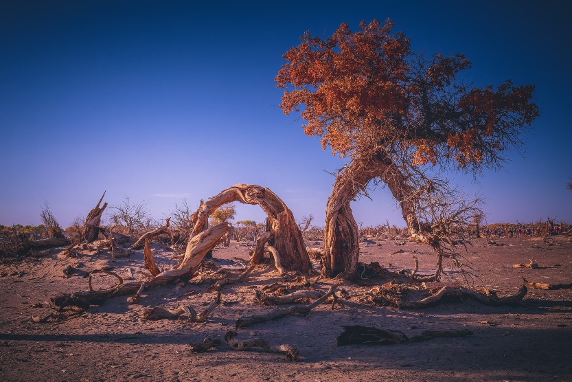 The Forest of Strange Trees, composed of a large number of dead poplar trees with various shapes, is one of the most famous scenic spots in Ejina Poplar Forest, Inner Mongolia.