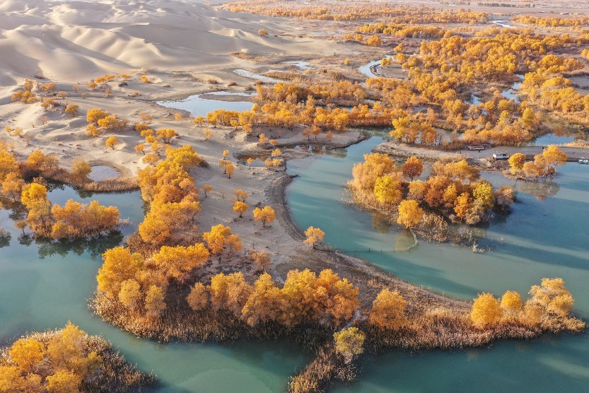 Poplar Forest in Ejina, Inner Mongolia, is dyed in autumn colors, with golden leaves hanging on the branches, creating a vivid oil painting with the nomadic people.2