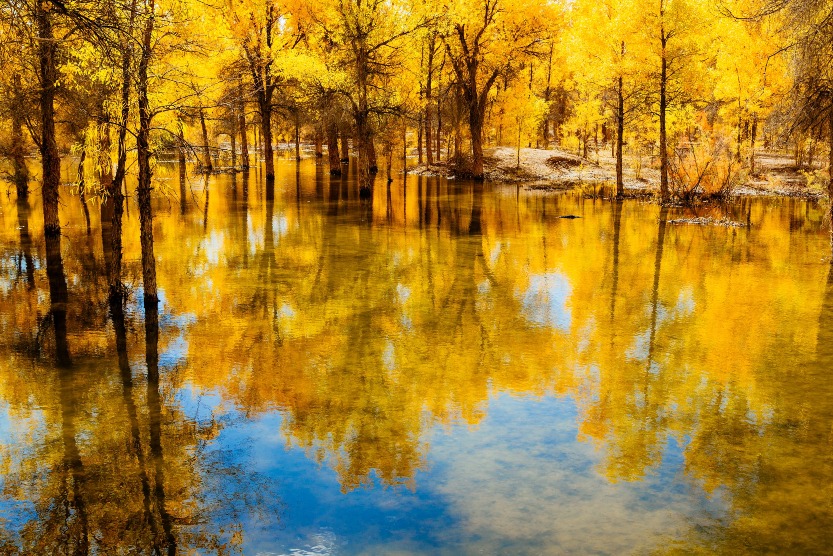 In Jinta Tidal Lake Forest Farm, Gansu, the golden poplar forest and the azure lake water form an absolutely beautiful picture.